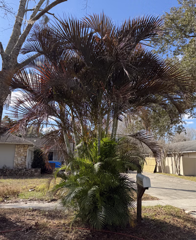 Areca cold damage