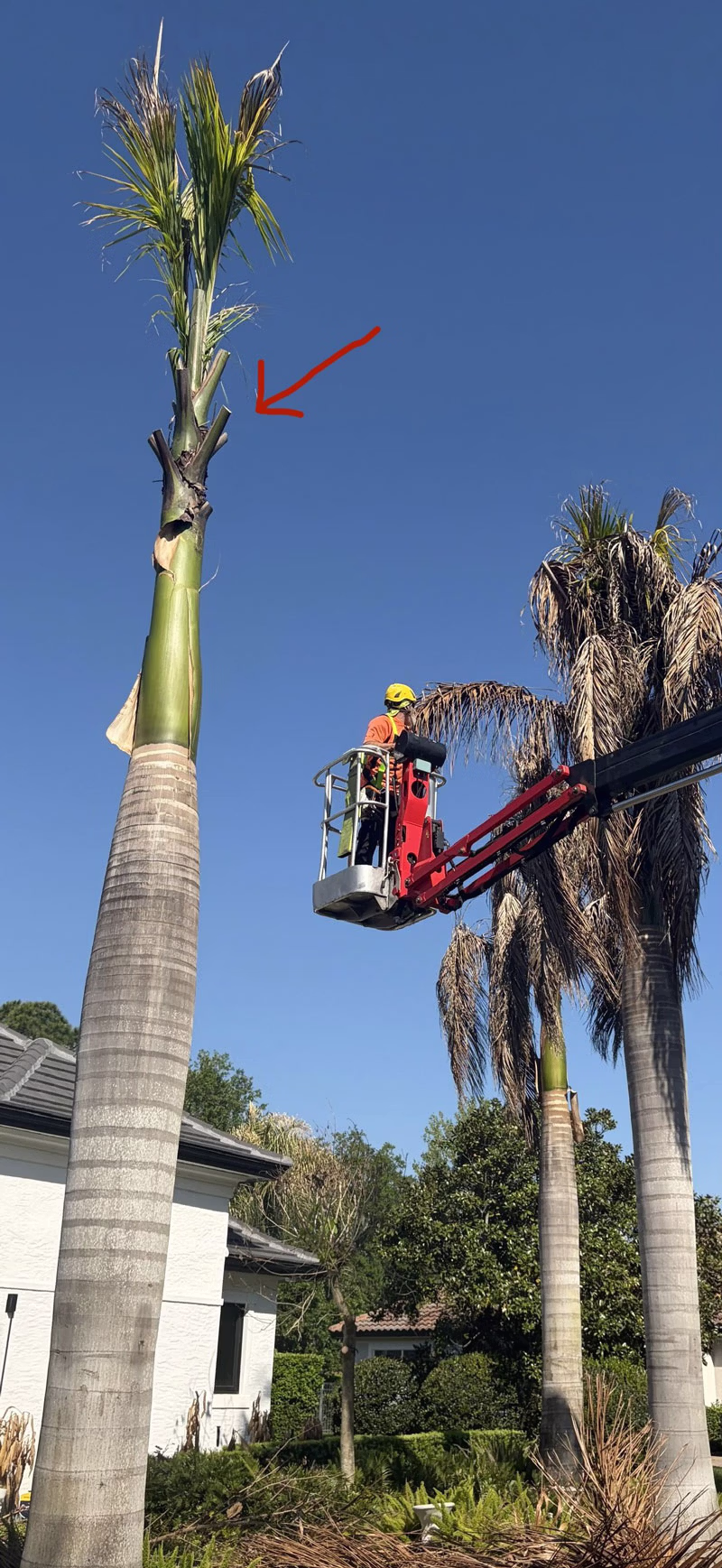 Cold damage palm pruning leaf base royals